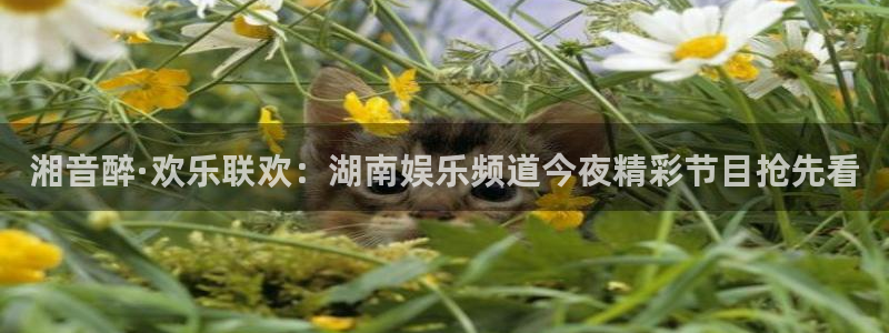 蜘蛛直播体育：湘音醉·欢乐联欢：湖南娱乐频道今夜精彩节目抢先看